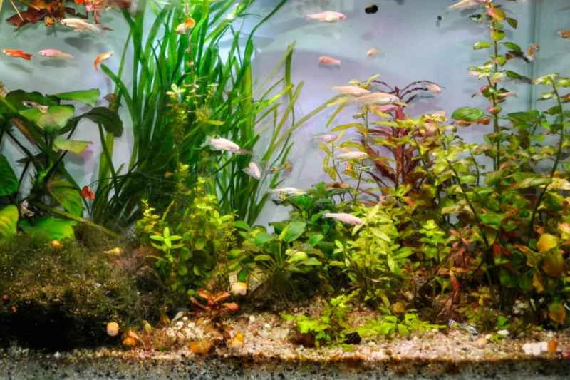 What can I keep to clean up fish tank waste?