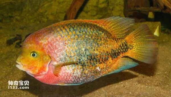 2024072619204342.jpg 6.jpg