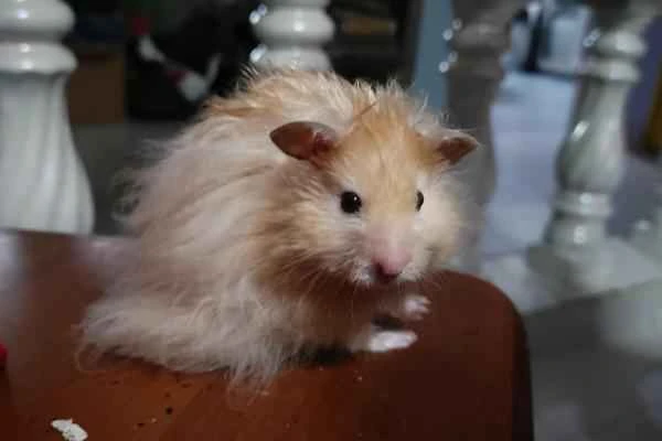 Hamster Varieties - Rex Hamster