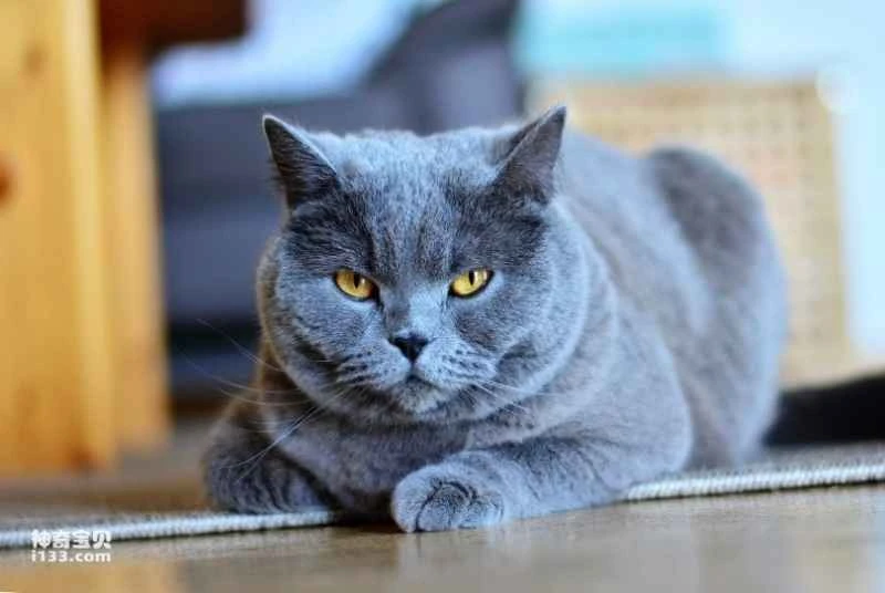 What are the personality traits of the blue cat?