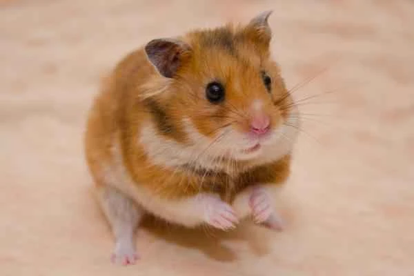 Hamster Varieties - Satin Hamster