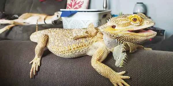 Lifespan of the German Giant Bearded Dragon: A Comprehensive Guide