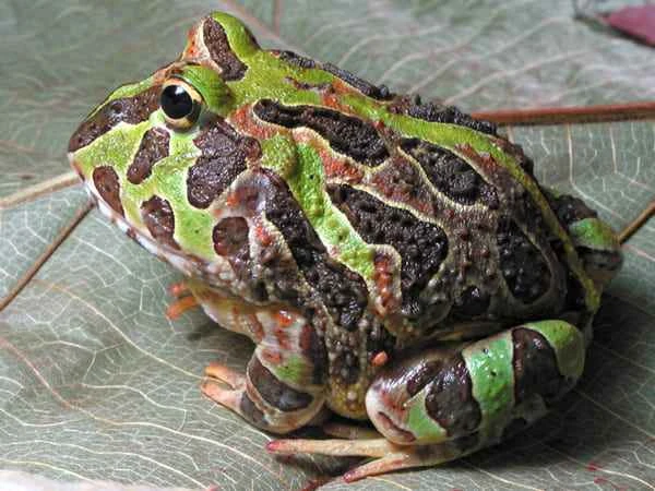 Top 10 Pet Frogs in the World (Ranking of the Easiest Pet Frogs to Keep)