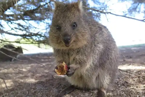 Quokka: The happiest animal in the world