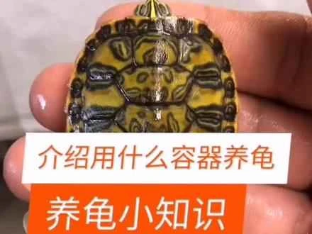 What kind of container is suitable for keeping turtles?