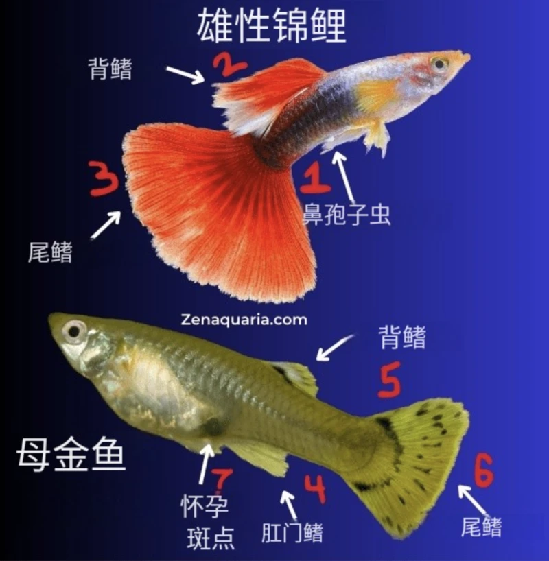 Do fish have males and females? A comprehensive analysis of fish sex and reproductive characteristics.