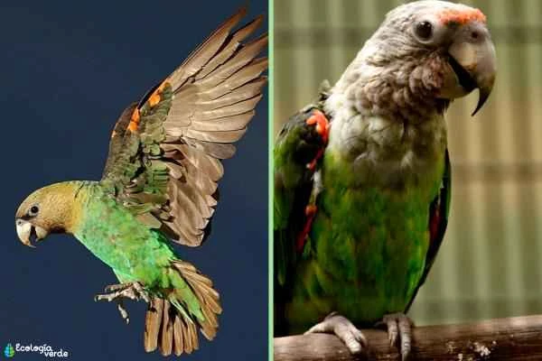 Tipos de loros - Lorito robusto (Poicephalus robustus)