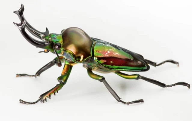 Rainbow Stag Beetle (Phalacrognathus muelleri): A Metallic Forest Warrior