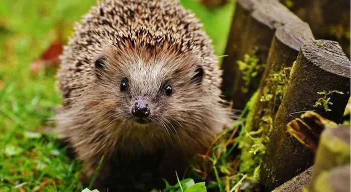 How long do hedgehogs live? Zoologists explain the life cycle of a hedgehog.