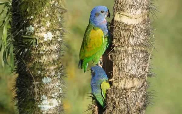 Tipos de loros - Loro cabeciazul (Pionus menstruus)