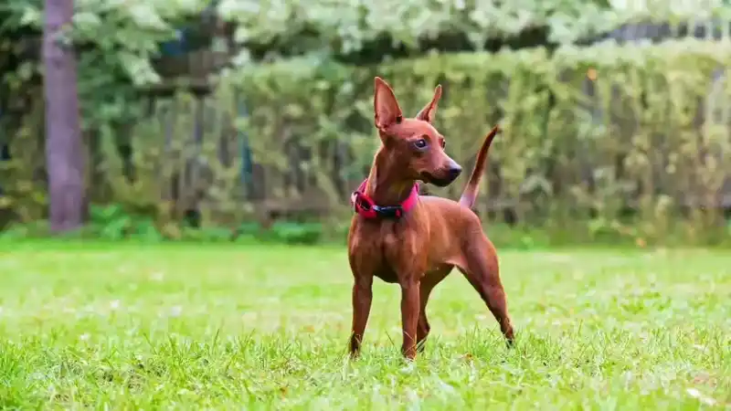 10 of the cutest dog breeds: not only are they good-looking, but they're also easy to get along with.