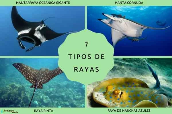 Introduction to 7 Types of Rays: Characteristics, Distribution, and Habits