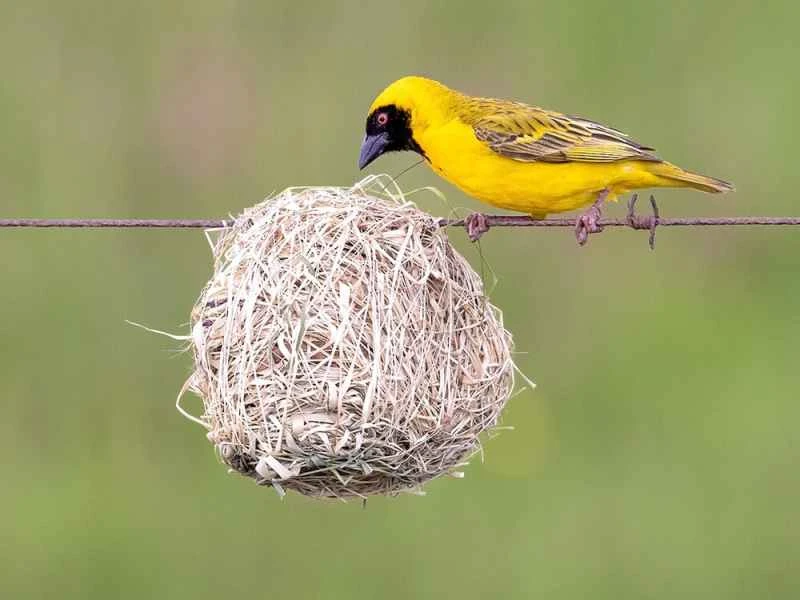 More amazing than you can imagine! The stunning nesting art of 11 bird species