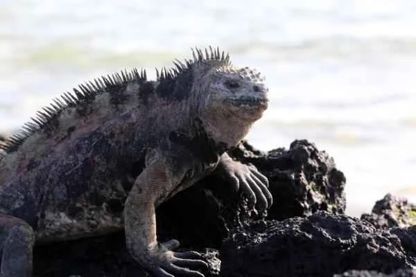 Marine iguana (Iguana marina): A comprehensive analysis of its physical characteristics, dietary habits, and distribution range.