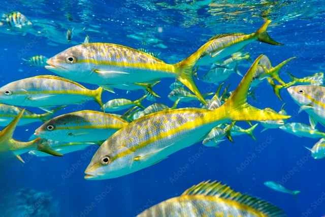 Detailed introduction to the yellowtail seabream (Ocyurus chrysurus): scientific classification, ecology, conservation status, etc.