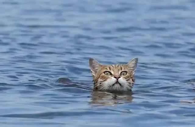 Can leopard cats swim? — Exploring the swimming abilities and survival habits of leopard cats