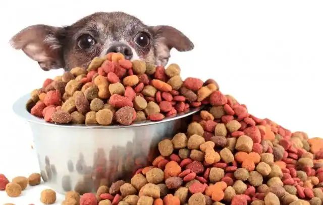 Top 10 Imported Dog Food Brands in the World (Detailed Introduction)