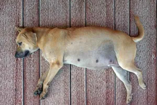 Ciclo de vida del perro - Adultez o madurez sexual