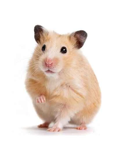How to Tame Your Hamster: A Complete Guide to Building Trust and Intimacy