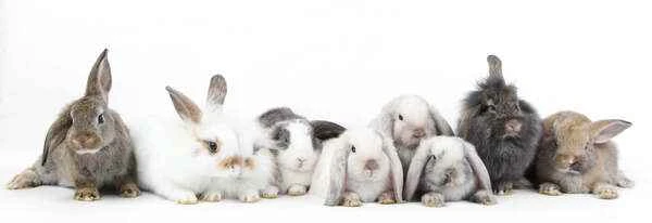 12 rare and exotic pets suitable for apartments: You can keep cute pets even in a small space!