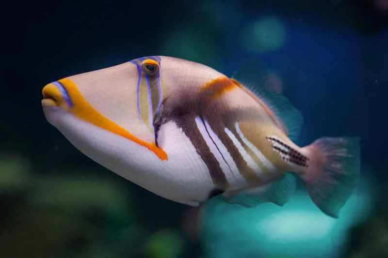 Picasso-like fish (Rhincanthus aculeatus)