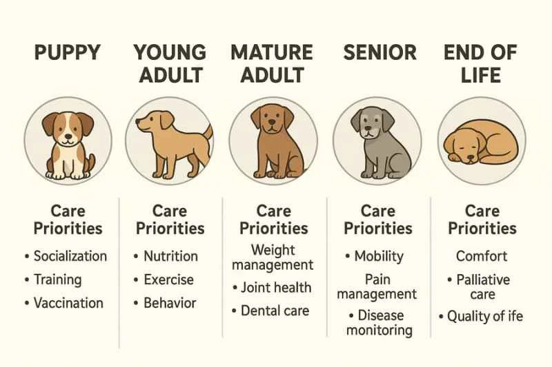 Complete Guide to Dog Life Stages and Care