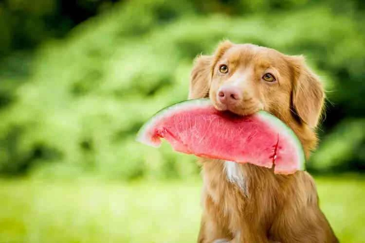 What fruits can dogs eat?