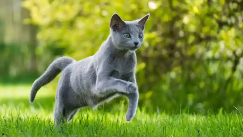 Russian Blue Cat: A synonym for elegant "silver-blue" and restrained temperament.