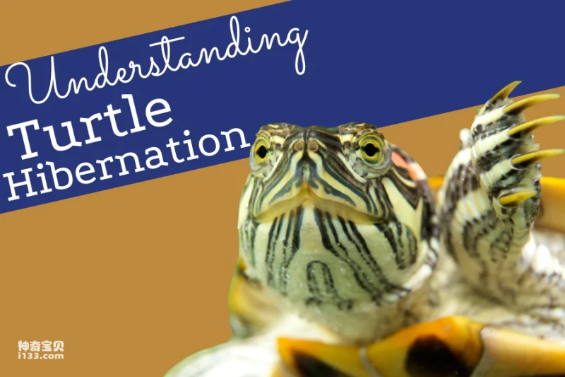 What to do when a turtle finishes hibernation