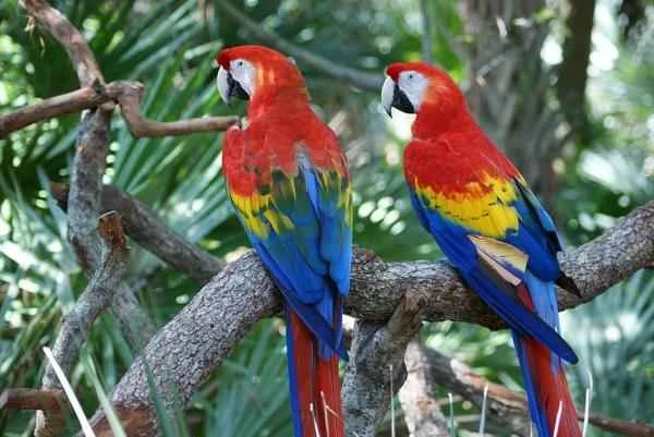 Bird classification - Classification based on bird habitat