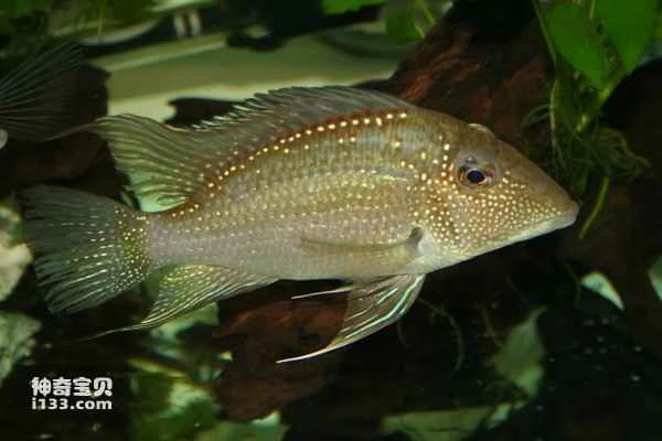 2024072611578500.jpg 33.jpg