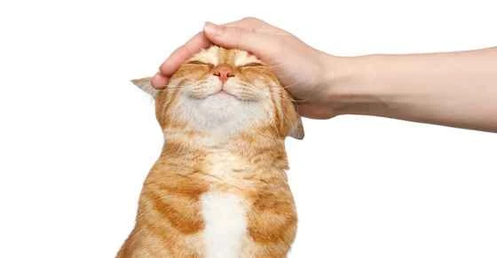 Strange Cat Behaviors: Cat Body Language and Surprising Facts Revealed