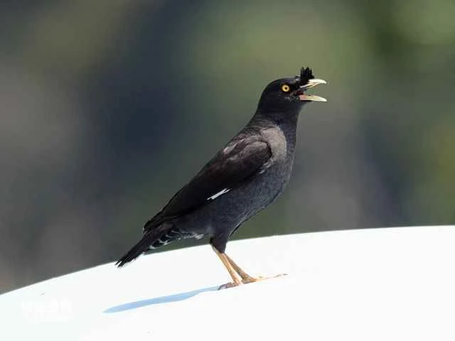 What family does the myna belong to?