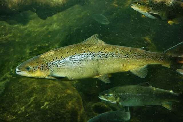 In-depth analysis of salmon (Salmo salar): Comprehensive analysis and ecological value