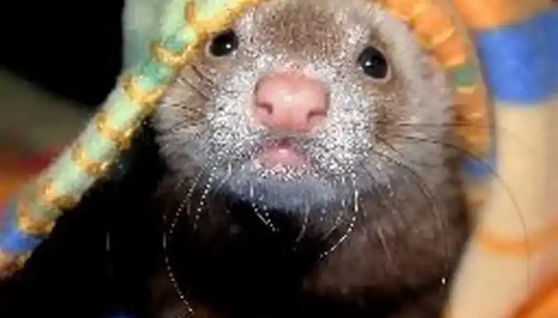 Understanding the lifespan of domestic ferrets