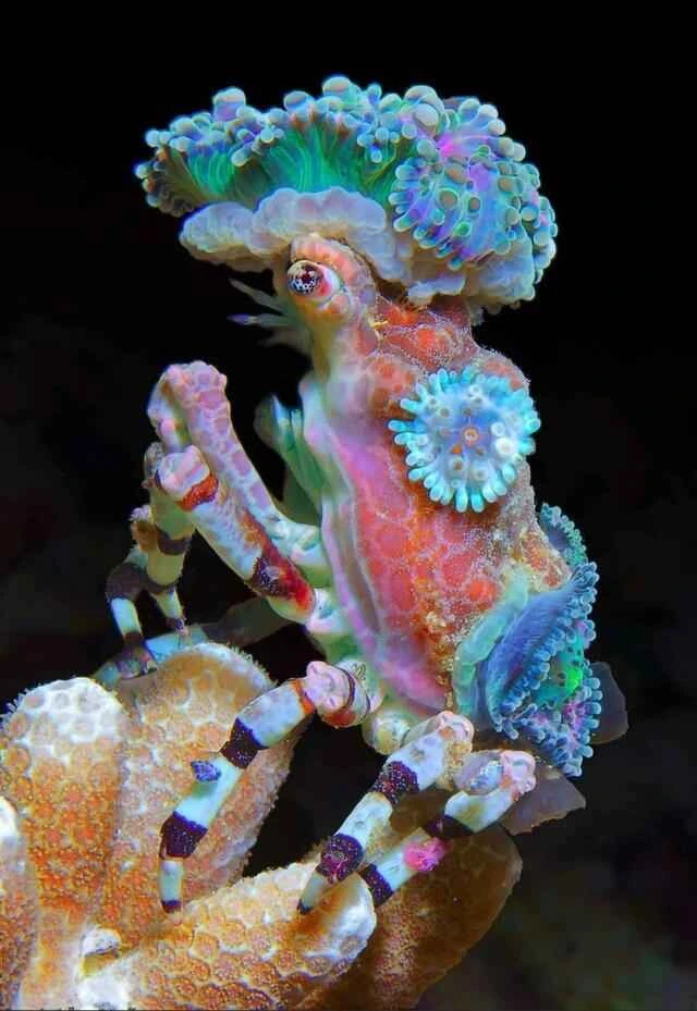 Coral-shaped ornamental crab (Cyclocoeloma tuberculata): The master of disguise in the ocean