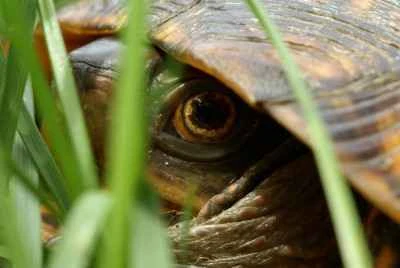 When do turtles wake up from hibernation? (Detailed introduction)