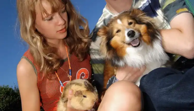 Teddy Guinea Pig Lifespan: A Comprehensive Guide