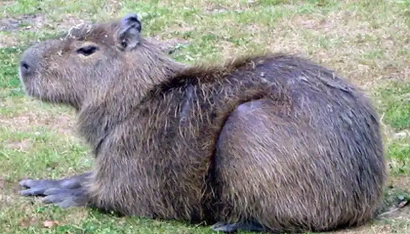 Comprehensive Pet Capybara Care Guide