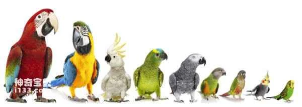 What kinds of parrots are there? (Detailed introduction)
