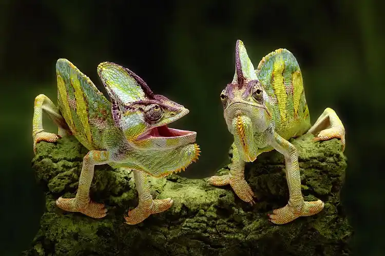 Change color in a second, cool and charming! A roundup of 11 of the most stunning chameleons.