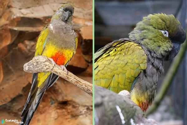 Tipos de loros - Loro barranquero (Cyanoliseus patagonus)