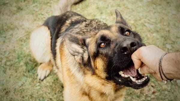 What should I do if I get bitten by a dog after being petted without the owner's permission?