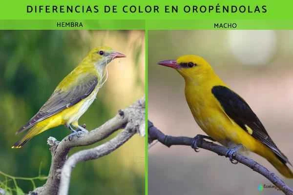 Oropéndola: características, hábitat and alimentación