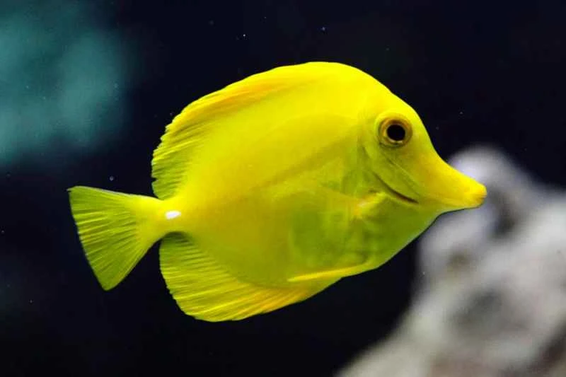 Yellowtail (Zebrasoma flavescens)