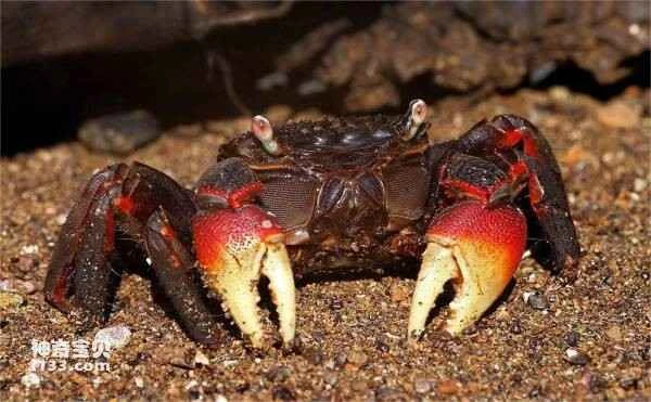 Top 10 Best Pet Crabs for Beginners: Purple Crab Makes the List, and the Fourth One is Also Known as the Devil Crab