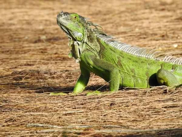 Características of los reptiles para niños - Qué características tienen los reptiles