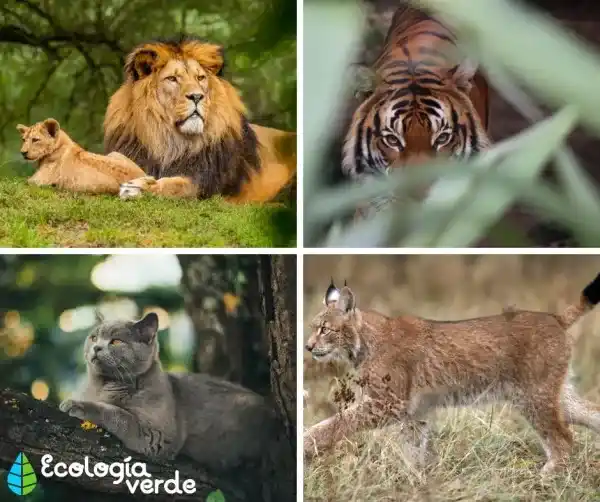 Species, characteristics, and representative examples of felines
