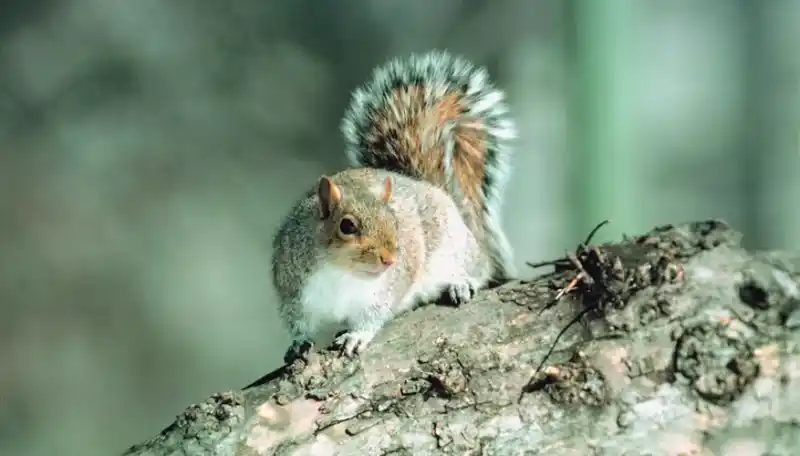 Average lifespan of gray squirrels: Understanding their life cycle
