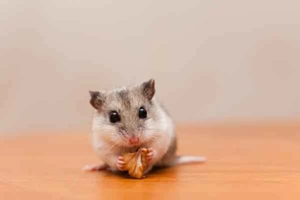 Hamster Varieties - Chinese Hamsters